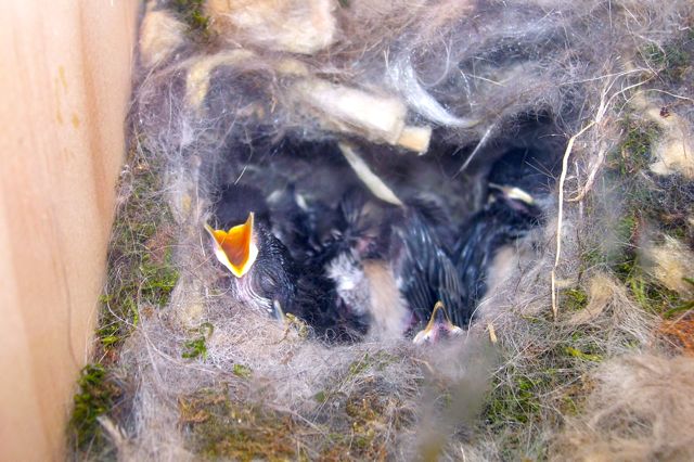 a classroom view of baby birds hatching and developing
