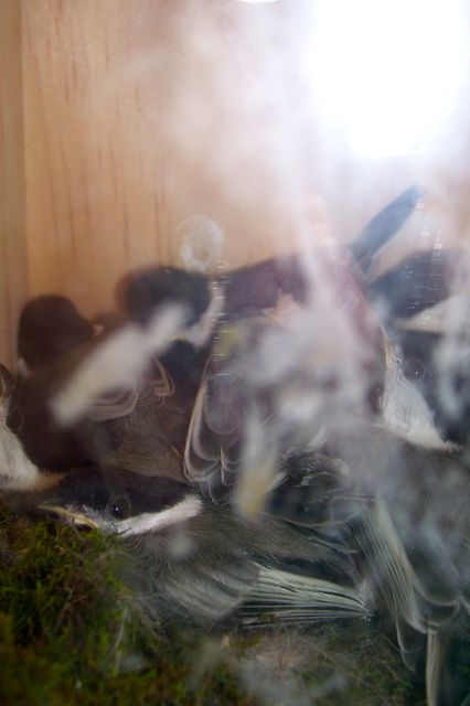 a classroom view of baby birds hatching and developing